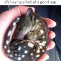 A hell of a good nap