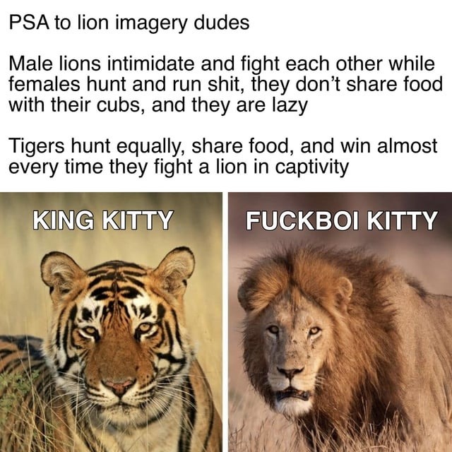 Lions and tigers - meme