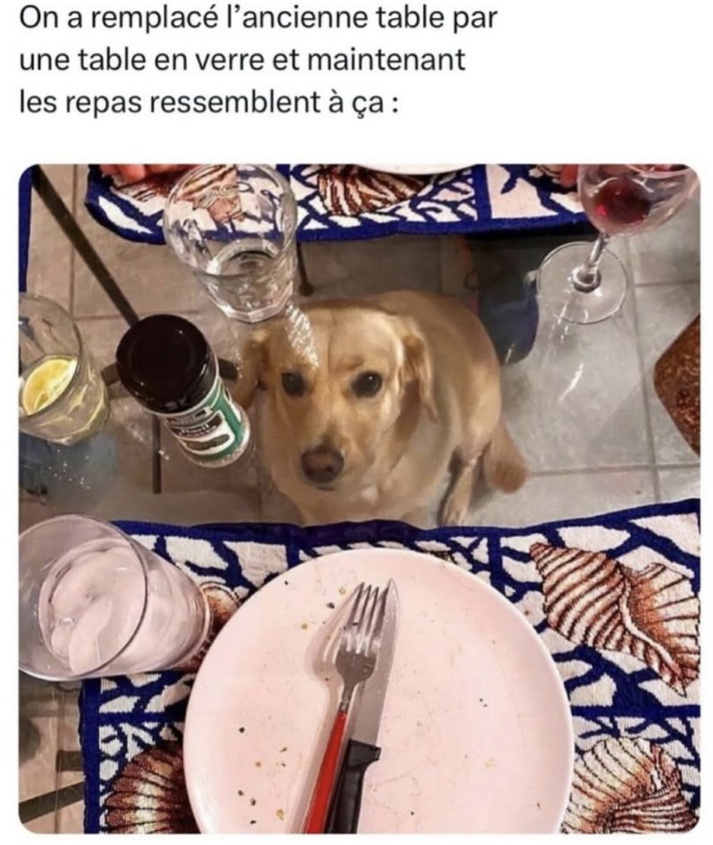 mème de chien drôle - meme