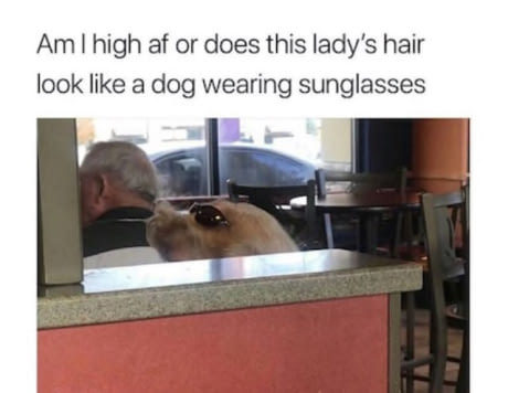 I can see a dog - meme