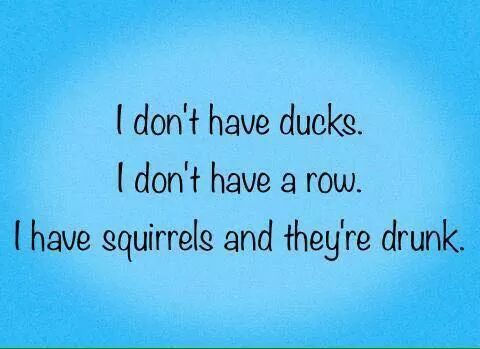 Squirrels - meme