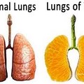 Vegans have different lungs