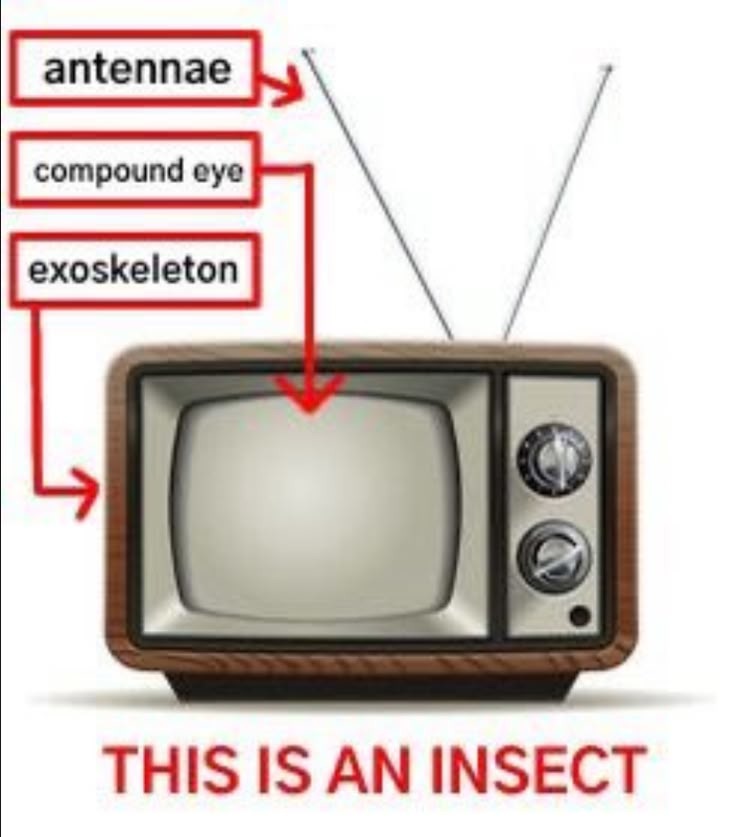 Es un insecto - meme