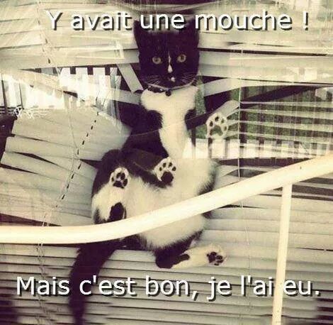 xD - meme