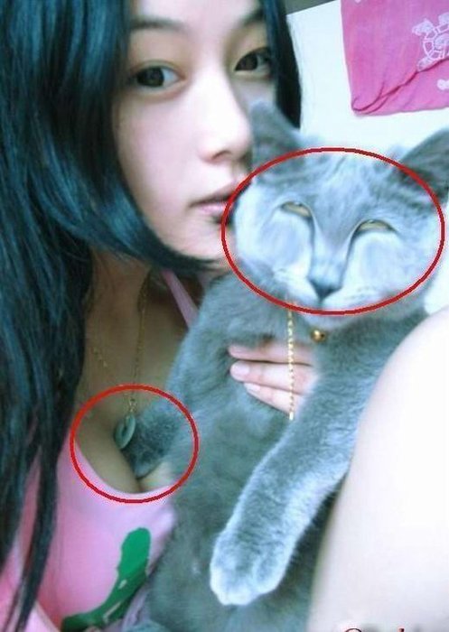 el gato sabee - meme