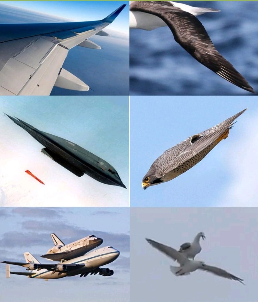Damn gulls!  - meme