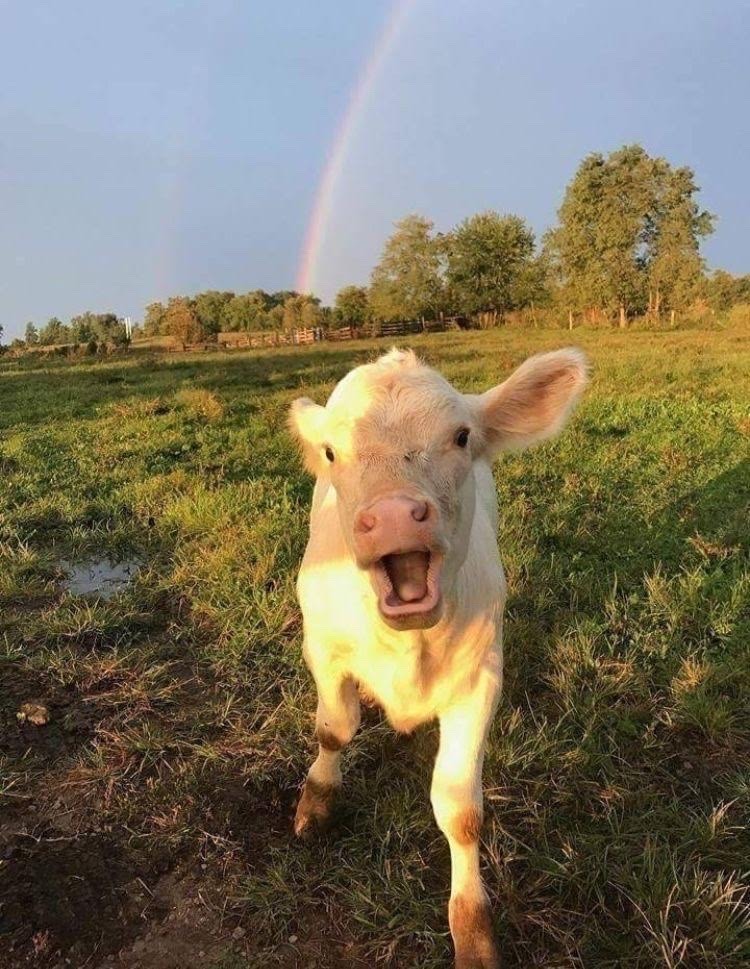 cuteness and rainbows - meme