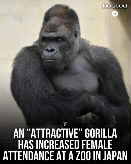 attractive gorilla has increased attendance at a Zoo in Japan - meme
