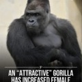 attractive gorilla has increased attendance at a Zoo in Japan