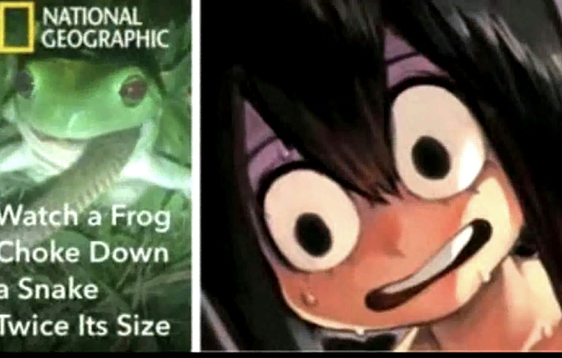 Lewd frog