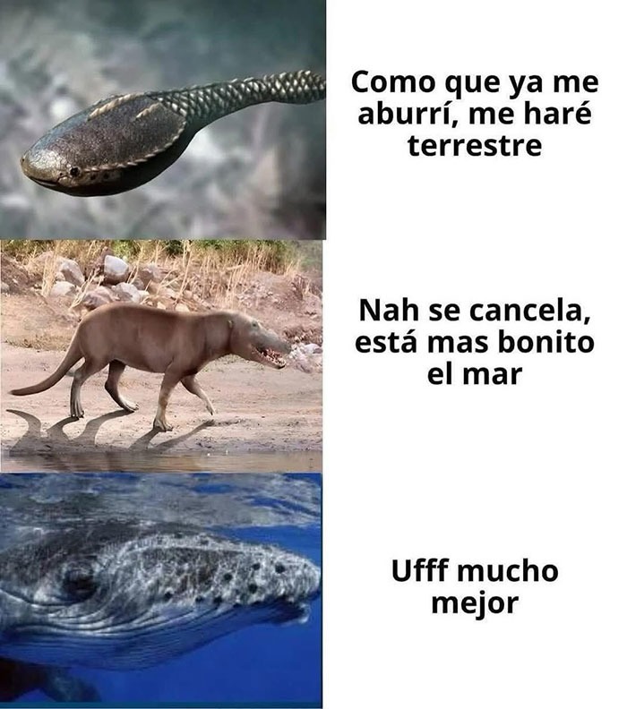 A veces es bueno dar marcha atrás - meme