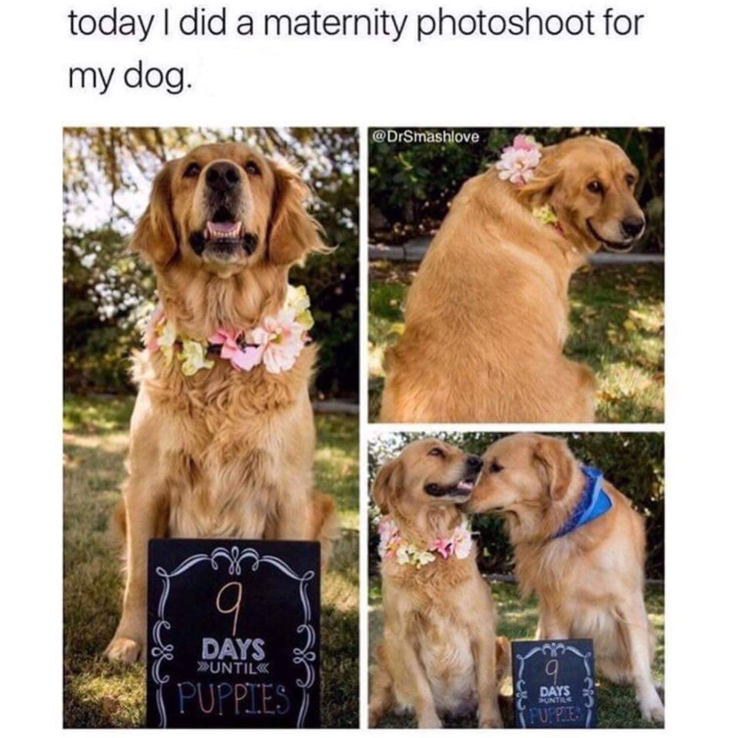 Puppers on the way - meme