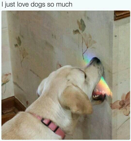 Doggo just wanted to taste the rainbow... - meme