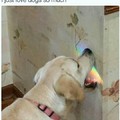 Doggo just wanted to taste the rainbow...