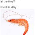 Shrimp is just aquatic word for simp