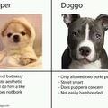 Pupper or Doggo