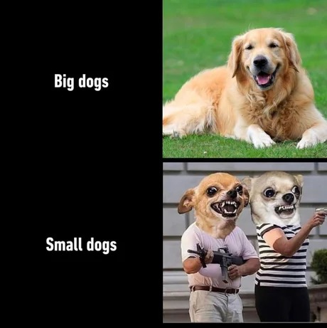Meme de Perros grandes vs pequeños
