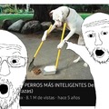 Perros mas inteligentes que memedroiders be like:
