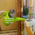 Making this meme with a silly cat