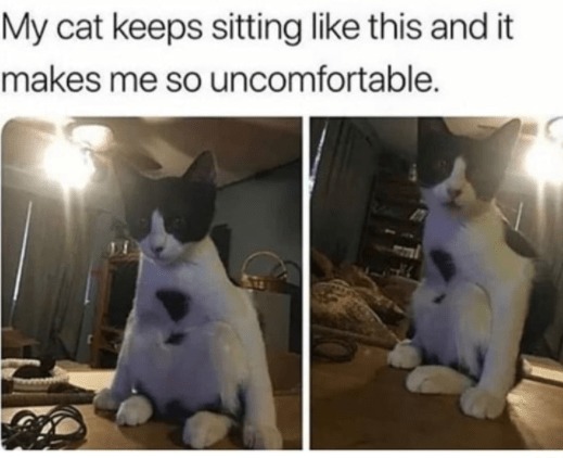 Cat is sitting like a weirdo - meme