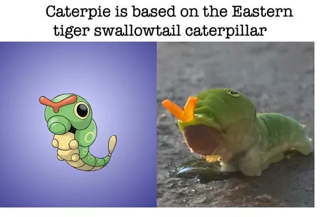 Caterpie - Meme by Mouse_Williams :) Memedroid