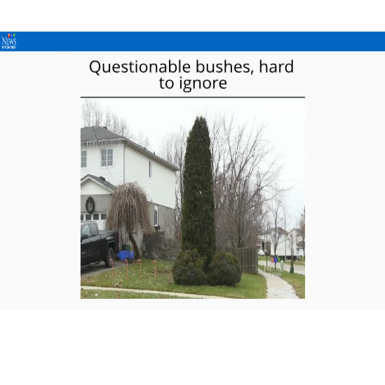 Questionable bushes are hard to ignore - meme