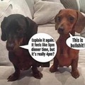I told you Daschunds do that...