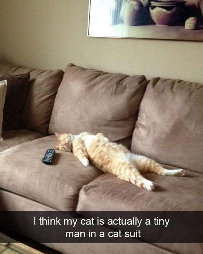 We all know a cat like this. - meme