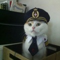 Gato piloto