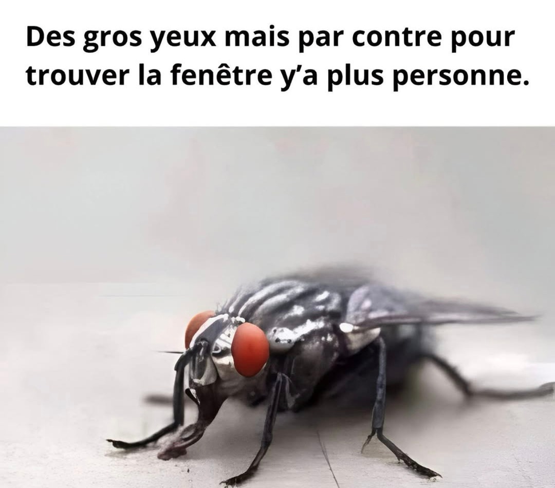 zéro QI - meme