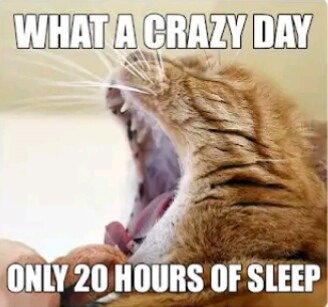 What a crazy day only 20 hours of sleeping - meme