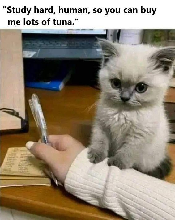 Study hard, do it for your cat - meme