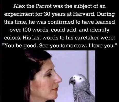 Alex the Parrot - meme