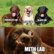 Meth dog - meme