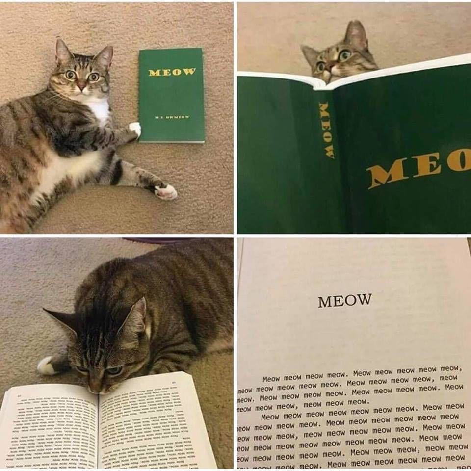 Meow (meow meow ) - meme