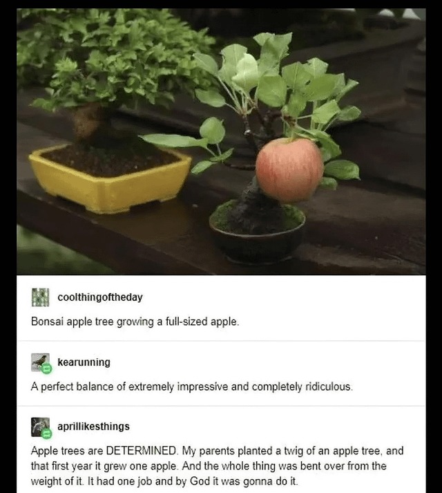 wholesome bonsai apple