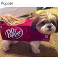 DR PUPPER