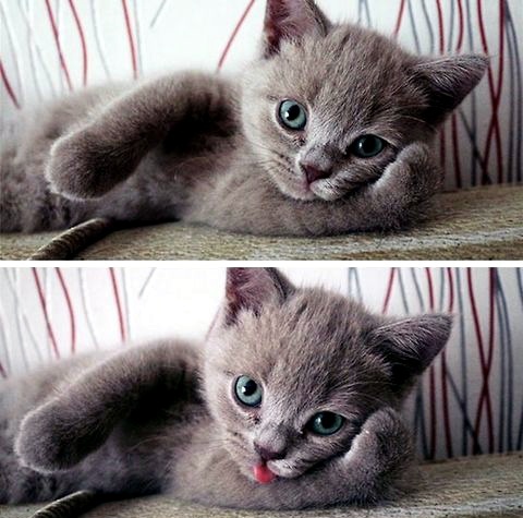 The cutest little kitty - meme
