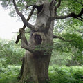 Samurai tree