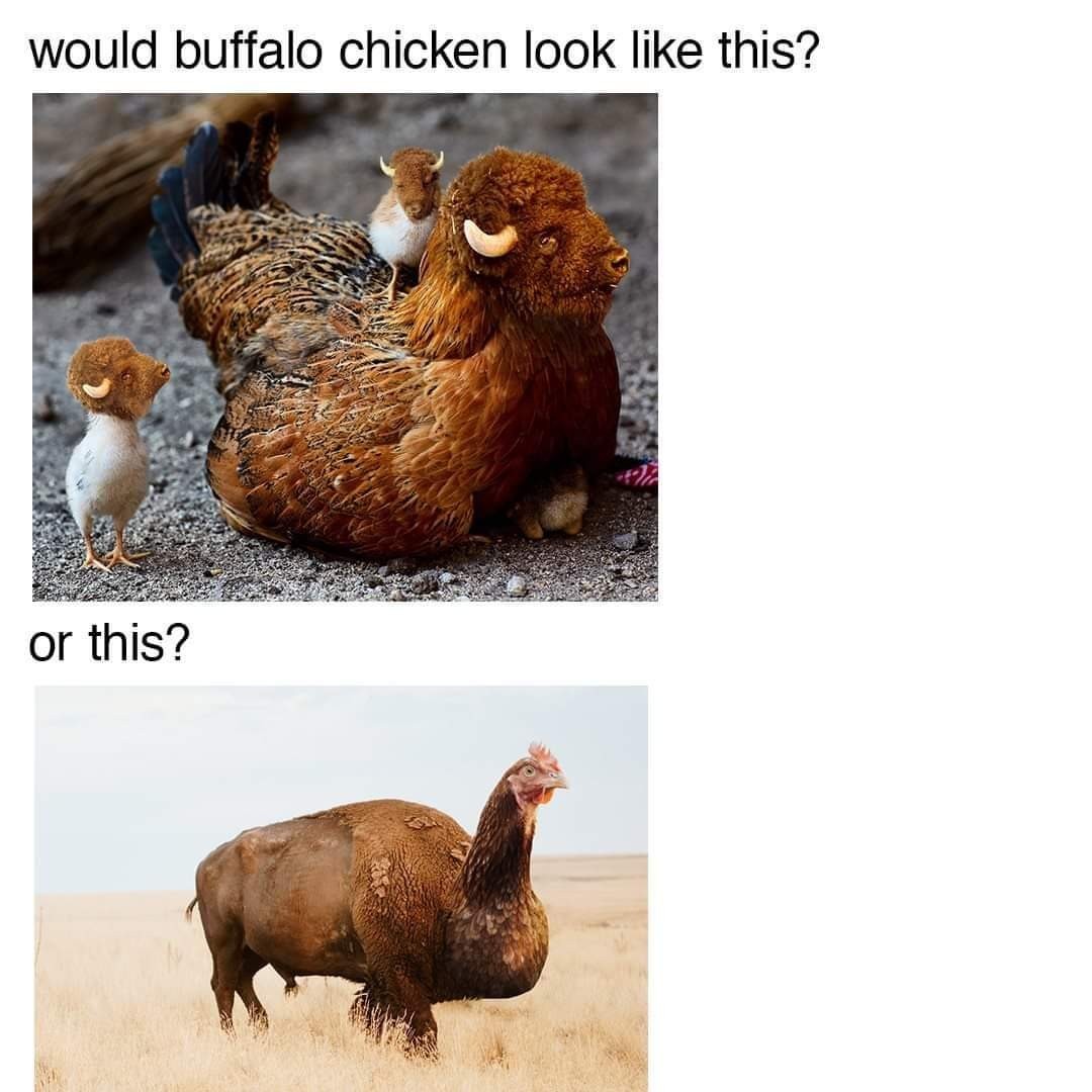 Buffalo Chicken - meme