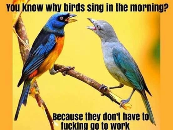 that’s why birds sing - meme