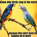 that’s why birds sing