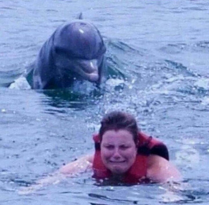 Inédito, baleia fugindo de um tubagolfinho - meme