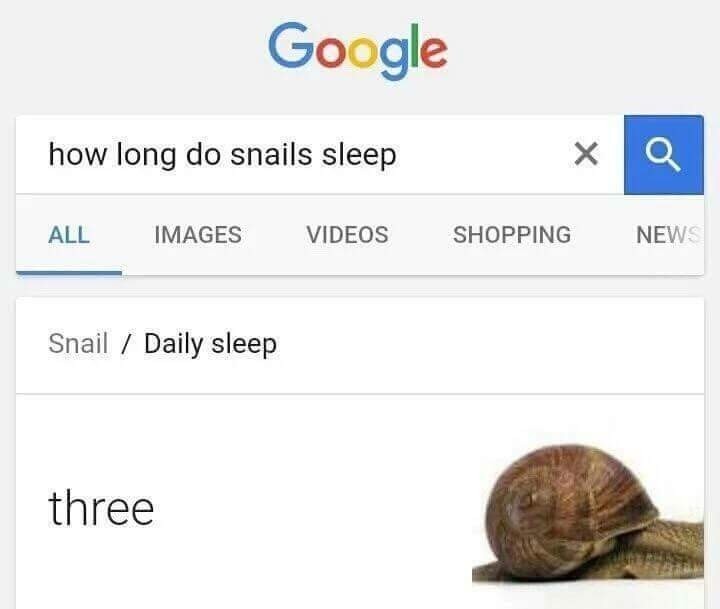 Snails sleep time - meme