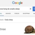Snails sleep time