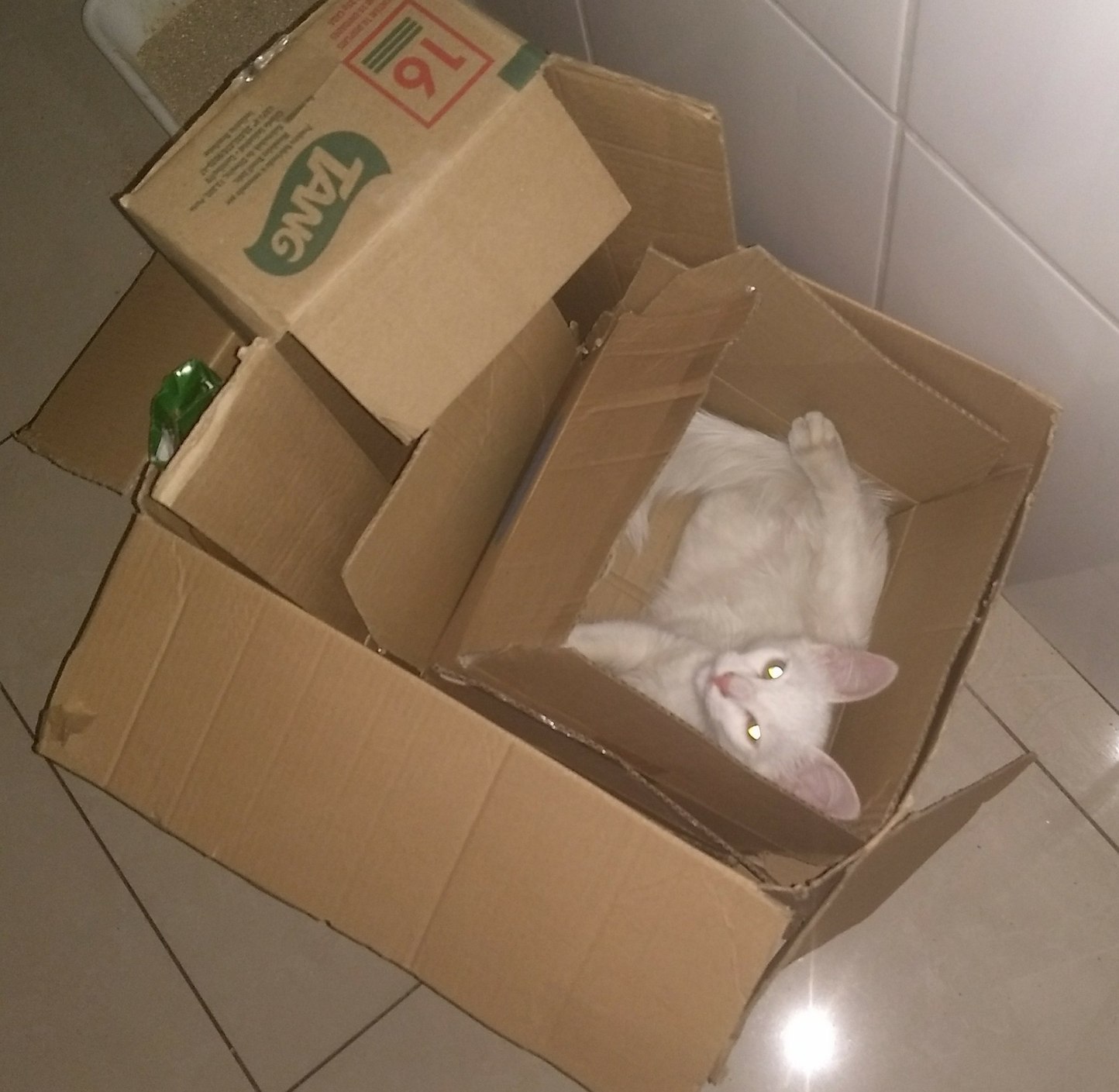 Seu gato curte caixas? - meme