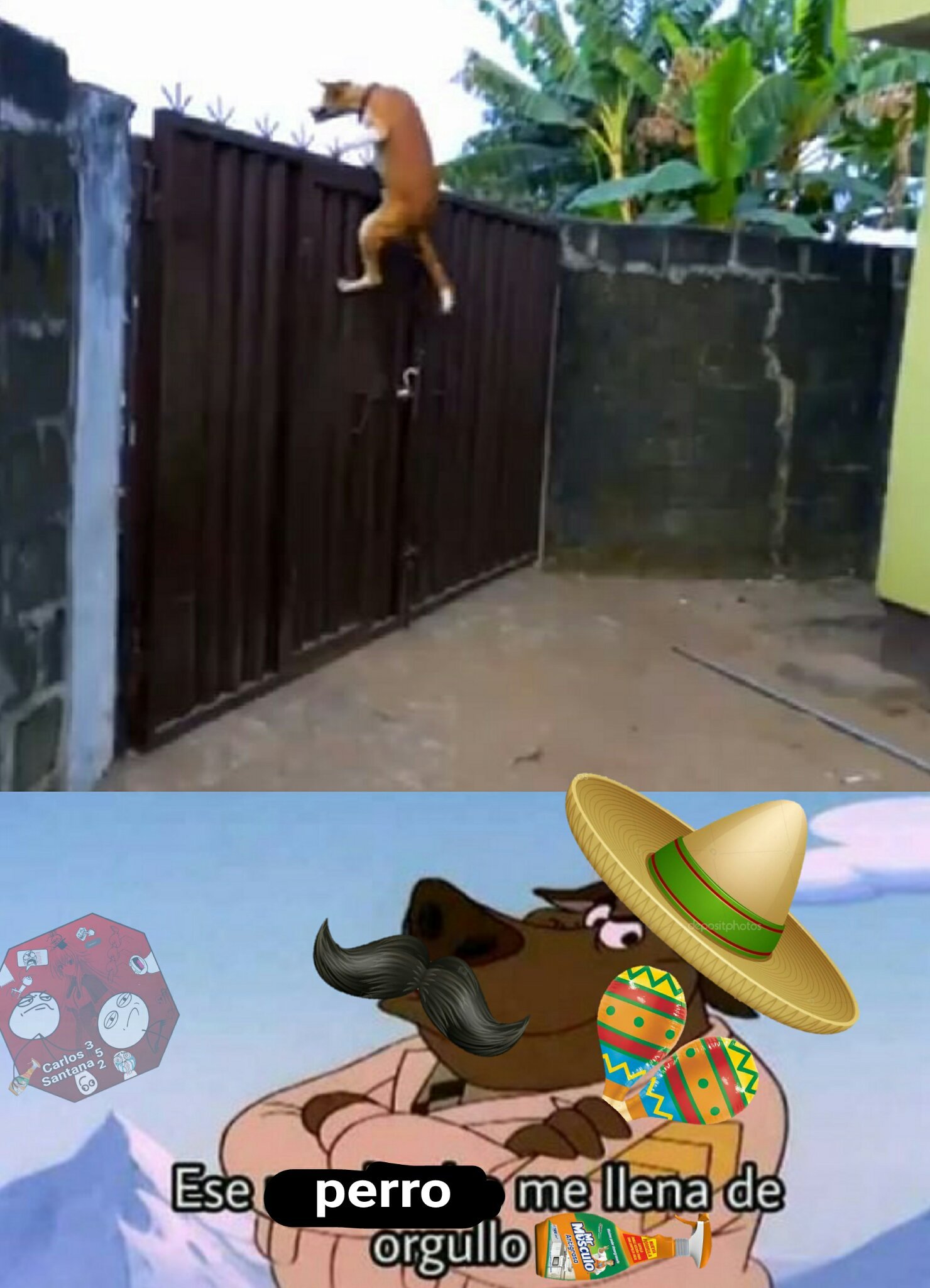 Es un perro mexicano - meme