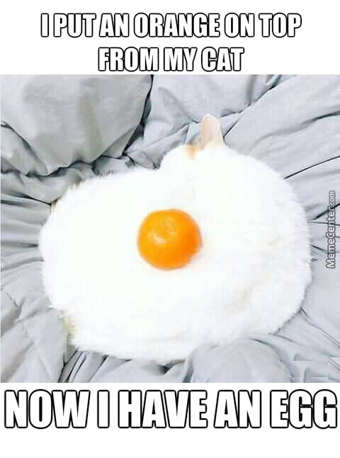 Cat omelette - meme