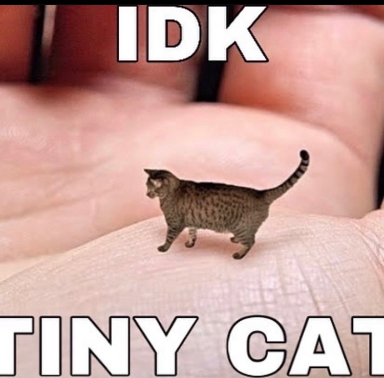 tiny cat - meme