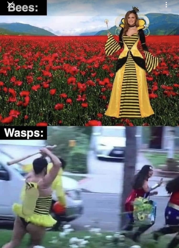 bees vs wasps - meme